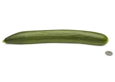 26-english-cucumber