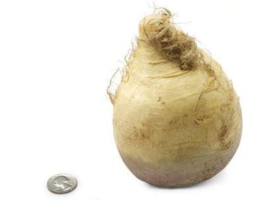 25-rutabaga